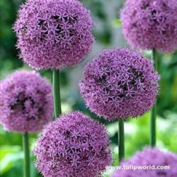 Allium kann geschnitten werden.