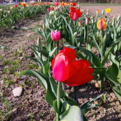 Tulpen können bereits jetzt schon in unseren Blumengarten gepflückt werden