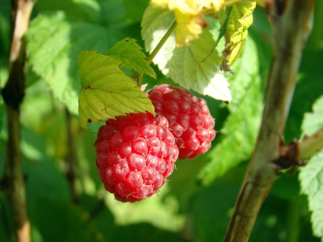 Jetzt ist die Zeit zum Marmelade machen und Saft kochen - die Beeren sind da!