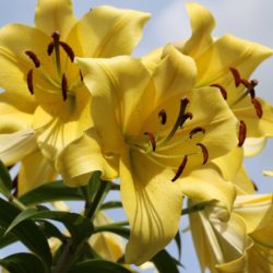 Lilien freuen sich drauf von euch geschnitten zu werden.