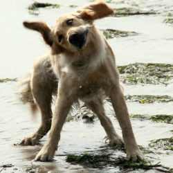 Wachhund