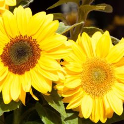 Die letzten Sonnenblumen können noch geschnitten werden.