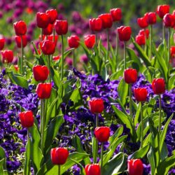 Tulpen und Narzissen können geschnitten werden.